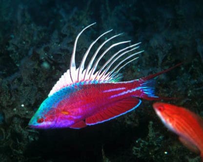 Paracheilinus cyaneus M – Blue Flasher Wrasse - Ψάρια Θαλασσινού