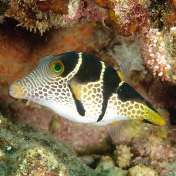 Canthigaster valentini M – Black Saddled Toby - Ψάρια Θαλασσινού