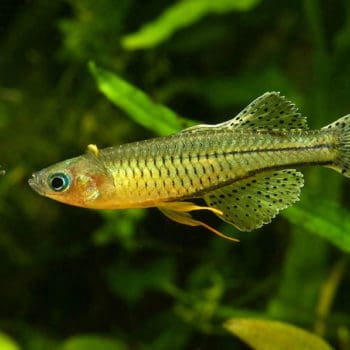 Colisa lalia – Dwarf gourami female - Ψάρια Γλυκού