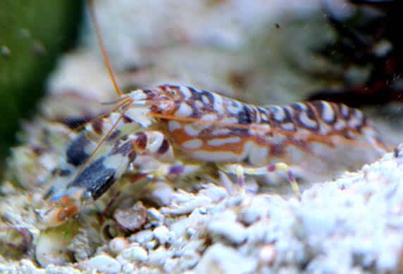 Alpheus bellulus aquario.gr Το καλύτερο ενυδρειακό κατάστημα