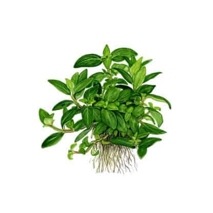 Tropica Staurogyne Repens - Φυτά για Ενυδρεία