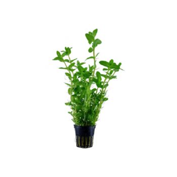 Tropica Bacopa Caroliana - Φυτά για Ενυδρεία