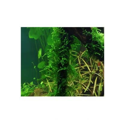 Tropica Taxiphyllum “Spiky” Portion - Sales