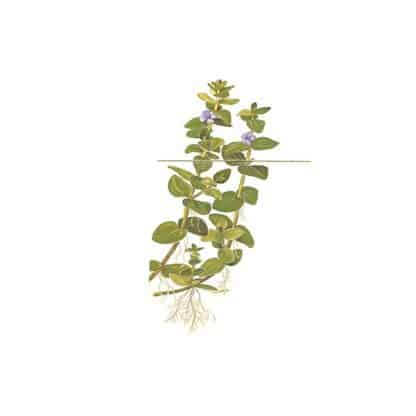 Tropica Bacopa Caroliana - Φυτά για Ενυδρεία