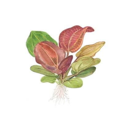 Tropica Echinodorus "Reni" - Image 2