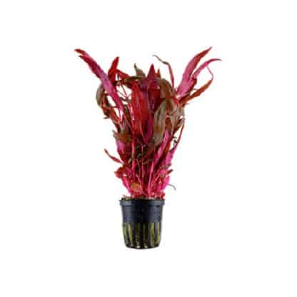 Tropica Alternanthera Reineckii ‘Pink’ - Φυτά για Ενυδρεία