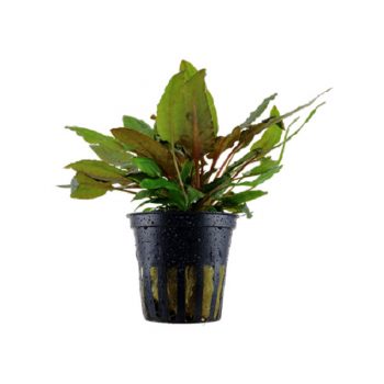 Tropica Cryptocoryne Sp. Potted - Φυτά για Ενυδρεία