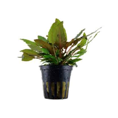 Tropica Cryptocoryne Wendtii ‘Green’ - Φυτά για Ενυδρεία