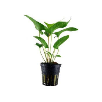 Tropica Anubias Gracilis - Φυτά για Ενυδρεία