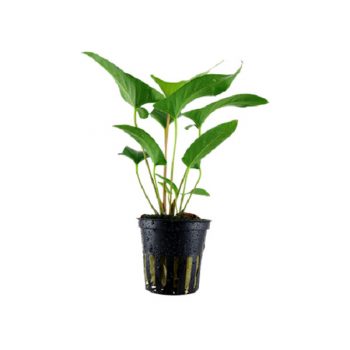 Tropica Anubias Gracilis - salesbackup