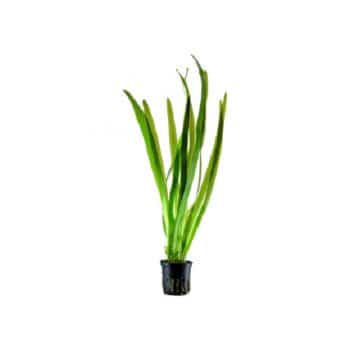 Tropica Echinodorus Bleherae Xl - Φυτά για Ενυδρεία