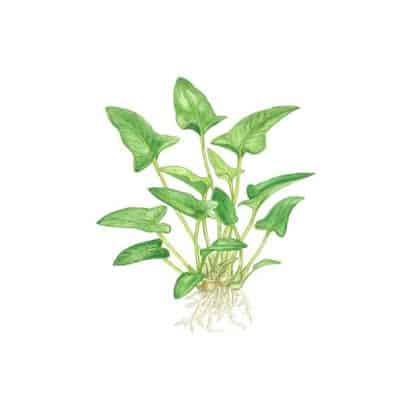 Tropica Anubias Gracilis - salesbackup