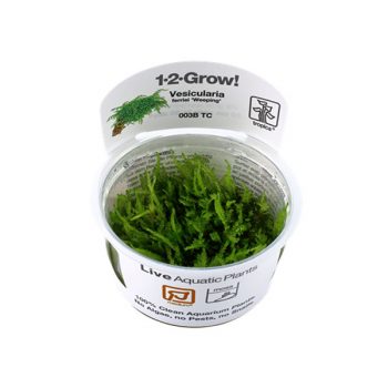 Tropica Weeping Moss 1-2 Grow! - Φυτά για Ενυδρεία