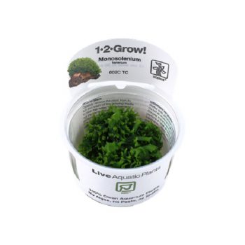 Tropica Monosolenium Tenerum 1-2 Grow! - Φυτά για Ενυδρεία