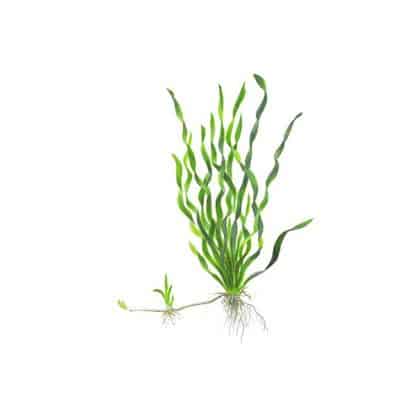 Tropica Valisneria “Asiatica” - Φυτά για Ενυδρεία