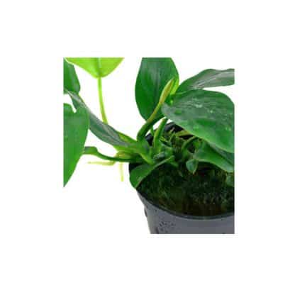 Tropica Anubias Barteri Nana - salesbackup