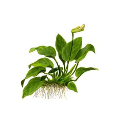 Tropica Anubias Barteri Nana - Φυτά για Ενυδρεία