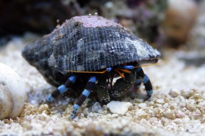 Calcinus elegans M – Blue Line Hermit Crab - Ασπόνδυλα Θαλασσινού