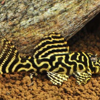 Hypancistrus sp. L340-0