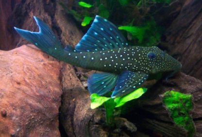 Hemiancistrus sp. L128-0