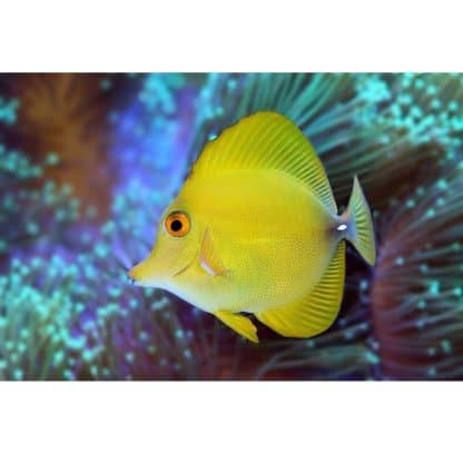 Zebrasoma flavescens – Yellow Tang 5-7cm - Ψάρια Θαλασσινού