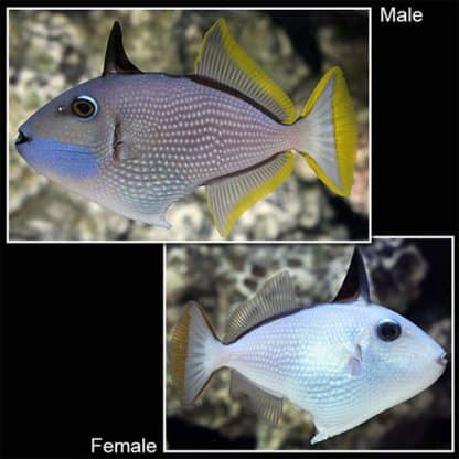 Xanthichthys auromarginatus Male – Gilded Triggerfish - Ψάρια Θαλασσινού