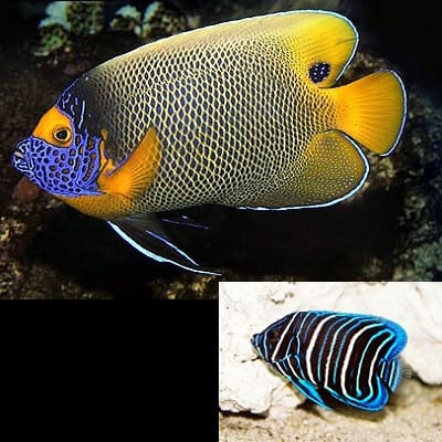 Pomacanthus xanthometopon Juv M- Blueface Angelfish - Ψάρια Θαλασσινού