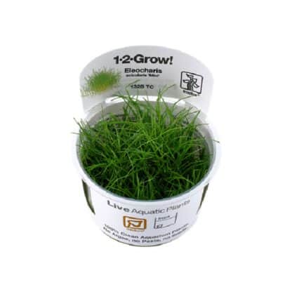 Tropica Eleocharis Acicularis ‘Mini’ 1-2-Grow! - Φυτά για Ενυδρεία