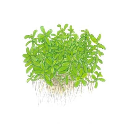 Tropica Bacopa ‘Compact’ - Φυτά για Ενυδρεία