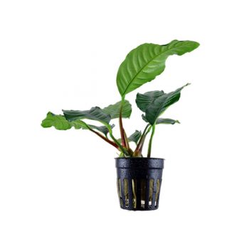 Tropica Anubias Barteri ‘Coffeefolia’ Potted - salesbackup