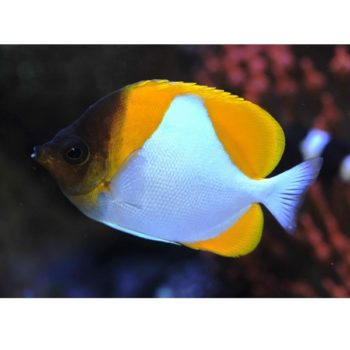 Hemitaurichthys polylepis m-0