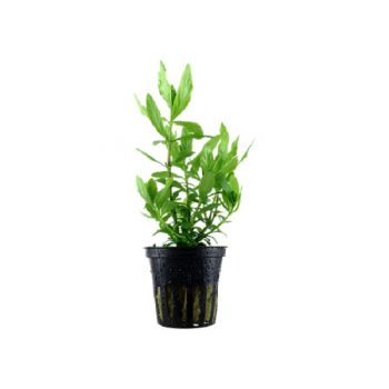 Tropica Echinodorus “Reni” Pot In Single Package - Φυτά για Ενυδρεία