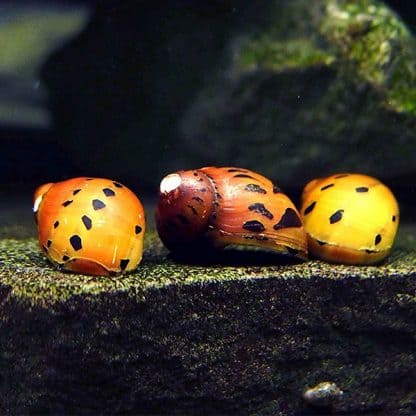 Neritina semiconica – Spotted Snail - Ασπόνδυλα Γλυκού