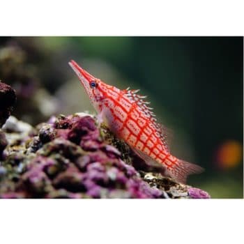 Oxycirrhites typus S – longnose hawkfish - Ψάρια Θαλασσινού
