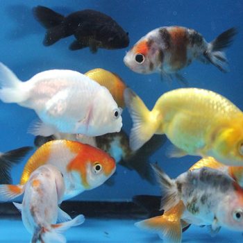 Carasius auratus - Ranchu Assorted 5-6cm