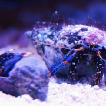 Clibanarius tricolor M – Hermit Crab - Ασπόνδυλα Θαλασσινού