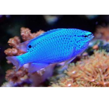 Chrysiptera cyanea-0