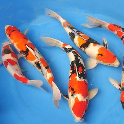Cyprinus carpio – Koi 3 colours A 10cm - Ψάρια Γλυκού
