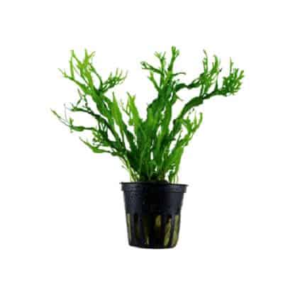 Tropica Microsorum Pteropus ‘Windeløv’ - Φυτά για Ενυδρεία
