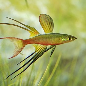 Iriatherina werneri – Featherfin Rainbowfish - Ψάρια Γλυκού