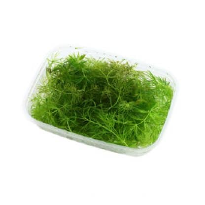 Tropica  Ceratophyllum Demersum ‘Foxtail’ Portion - Φυτά για Ενυδρεία