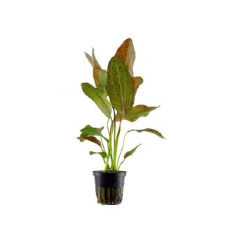 Tropica Bucephalandra Kedagang Potted - Sales