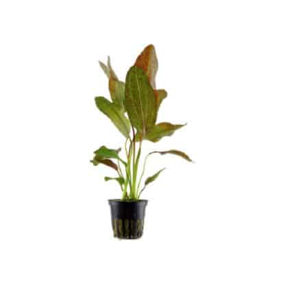 Tropica Echinodorus ‘Ozelot’ - Φυτά για Ενυδρεία