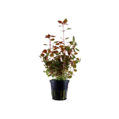 Tropica Ludwigia palustris ‘Super Red’ potted - Φυτά για Ενυδρεία