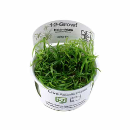Tropica Helanthium Tenellum ‘Green’ 1-2 Grow - Φυτά για Ενυδρεία