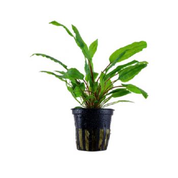 Tropica Bucephalandra Kedagang Potted - Φυτά για Ενυδρεία