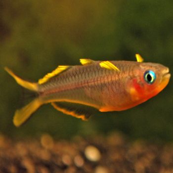 Pseudomugil furcatus – Forktail Rainbow - Ψάρια Γλυκού