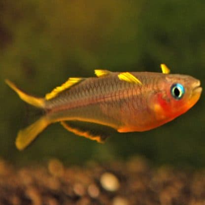 Pseudomugil furcatus – Forktail Rainbow - Ψάρια Γλυκού