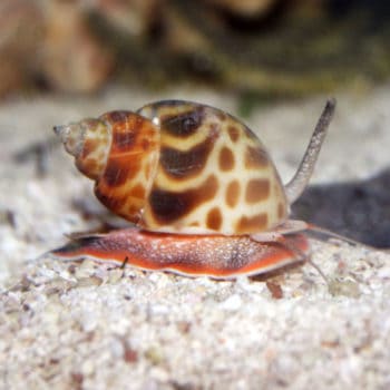 Centropyge bispinosus M – Coral Beauty Angelfish - Ψάρια Θαλασσινού