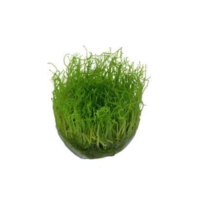 Tropica Taxiphyllum Barbieri 1-2-Grow - Φυτά για Ενυδρεία